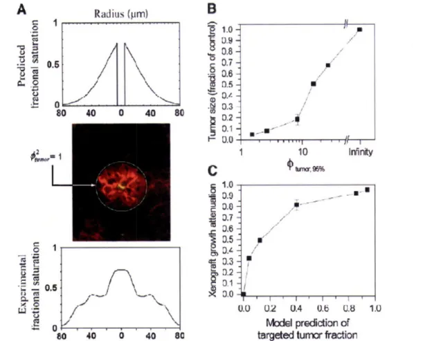 Figure  2.10 - Model comparison to experimental data.  A comparison of the model  numerical simulation using Appendix section 2 equations (A - top), histological image  (A - middle), and  image analysis of the antibody staining (A - bottom)  is shown on th
