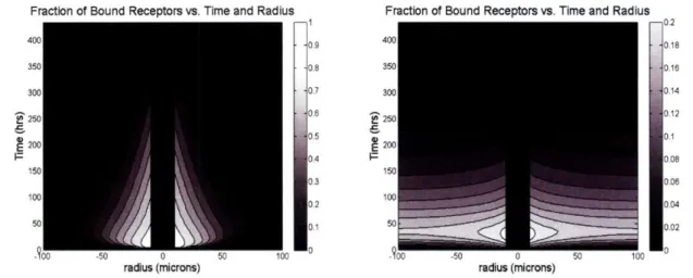 Figure  2.11 - Clearance  modulus for a low affinity antibody.  A contour plot of antibody concentration  is shown for a numerical  simulation (Appendix section  2 equations) in a Krogh  cylinder with the capillary in the center