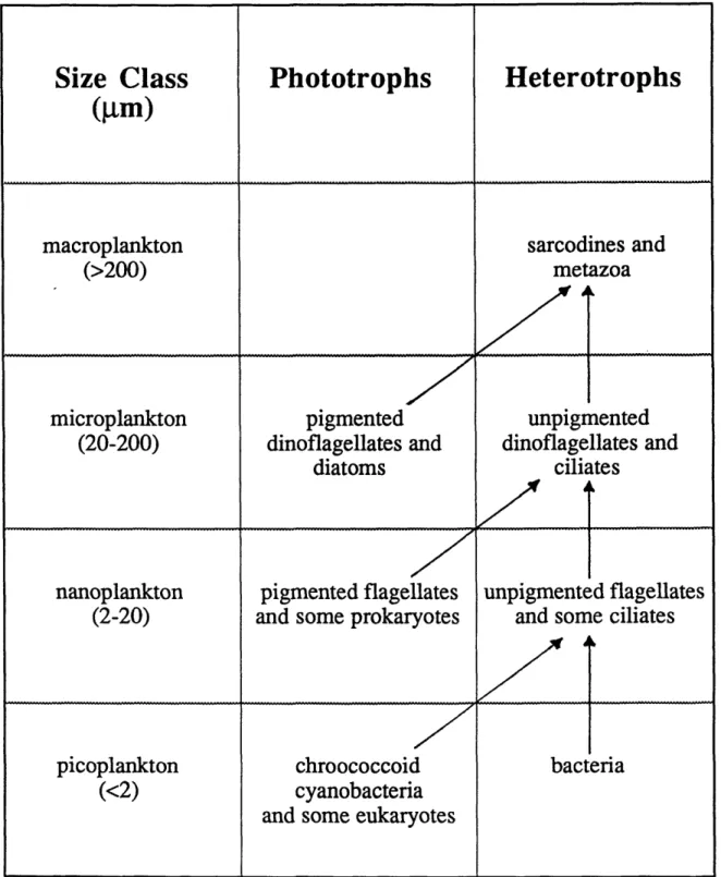 Figure  1.1.  Summary of microbial food web trophic relationships as defined by size class and  nutritional  mode.