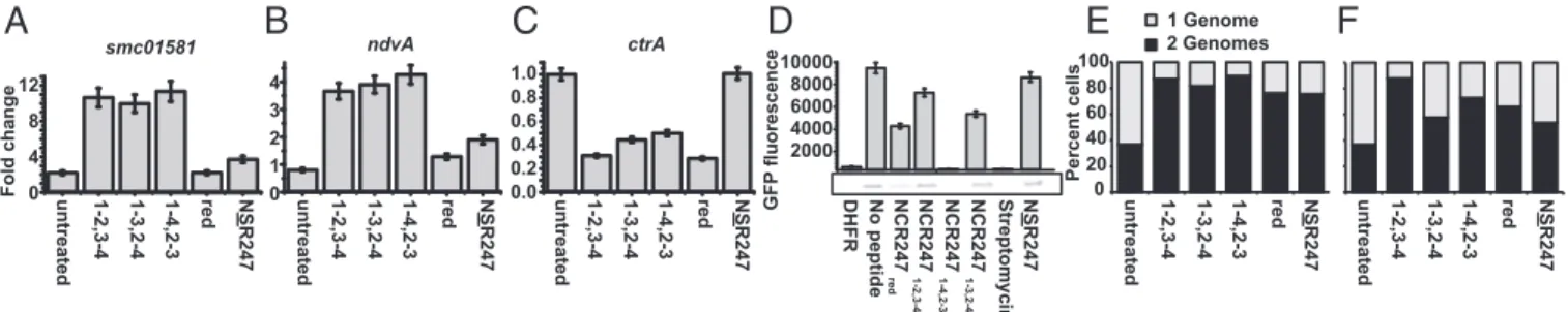 Fig. 2. Treatment with NCR247 variants affects expression levels of genes regulated by the ExoS-ChvI, FeuQ-FeuP regulons and of the master cell-cycle regulator CtrA
