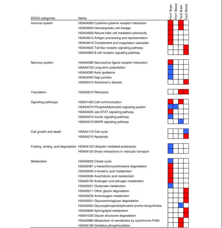 Figure 2 Enriched pathways in Fmr1 -KO and Tsc2+/− models of ASD, found using the Gene Set Enrichment Analysis (GSEA)