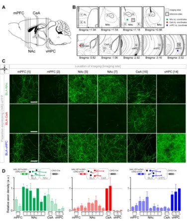 Figure 3. Evidence of collateralization of BLA projection neurons