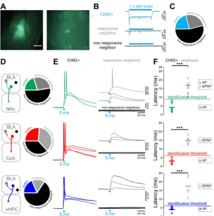 Figure 4. Empirical determination of photoresponse latency threshold ex vivo