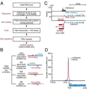Fig. 1. Most lncRNAs are associated with active protein-coding genes in hESCs. ( A ) Schematic diagram of pipeline for identi ﬁ cation of lncRNAs in hESCs.