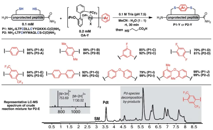Fig. 2 Macrocyclisation of two unprotected peptides with cysteine residues at i , i + 4 (P1) and i , i + 7 (P2) positions proceeds with high e ﬃ ciency.