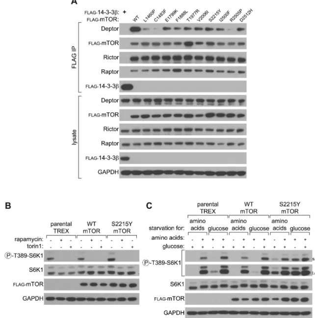 Figure 3. mTOR mutants bind less Deptor and cells expressing the mTOR S2215Y mutation are resistant to nutrient deprivation 3A – Exogenously expressed WT and mutant mTOR co-immunoprecipitate equally well endogenous Raptor and Rictor, but have reduced Depto