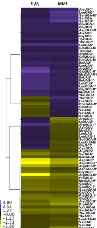 Figure 3. Hierarchical cluster analysis of either H 2 O 2 or MMS induced changes in tRNA expression levels in cells