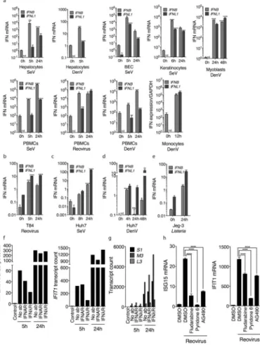 Fig. 2. Type III IFNs are produced during viral infections and are important for the antiviral  functions of human cells
