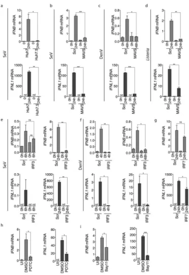 Fig. 3. Similarities between Type I and Type III IFN regulation