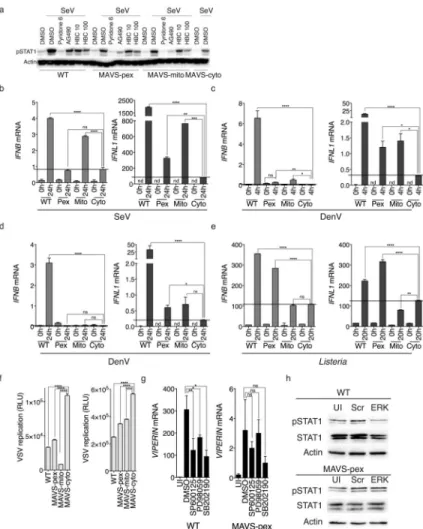 Fig. 5. Peroxisomal MAVS selectively induces Type III IFNs