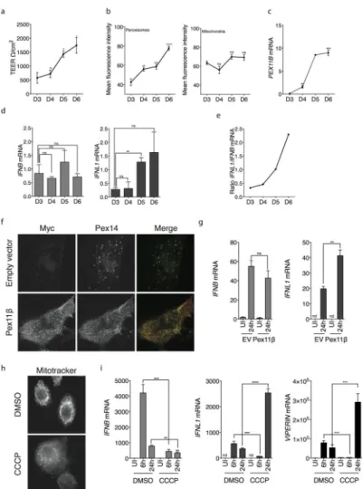 Fig. 6. The abundance and function of mitochondria and peroxisomes affects the quality of the  IFN response
