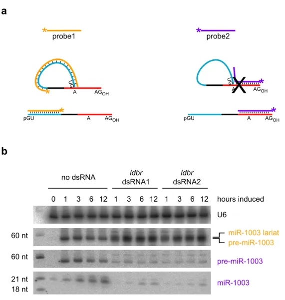 Figure S1.  Mirtrons accumulate as lariats after splicing and require debranching enzyme (Ldbr) for  conversion into functional pre-miRNAs