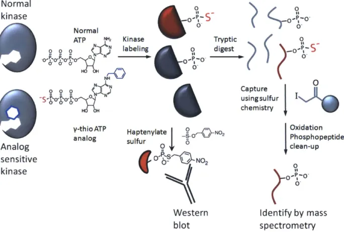Figure  1:  an overview  of how AS-kinases are  used to label  and  identify  substrates  by Western blotting and  by covalent  capture  of thiophosphorylated  peptides.