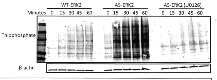 Figure  4:  Substrate  labeling  by WT or AS-ERK2  in cell  lysate.  Labeling  in  the WT