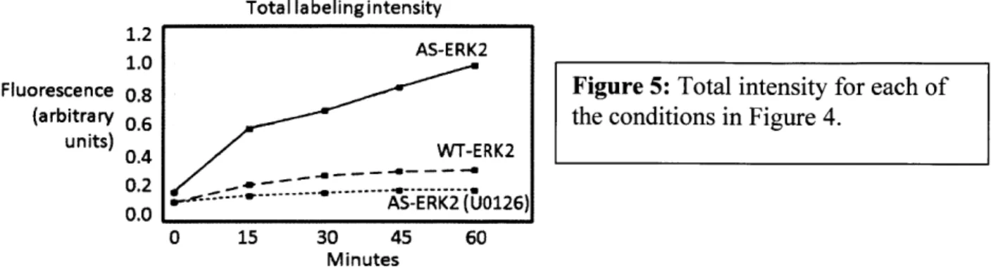 Fig. 6  shows  example  MS  spectra  for one non-specific  signal  (FGFR substrate  2), one previously reported  ERK substrate  (ERF),  and  two novel  substrates  (CDC42EP 1 and  IRS2).