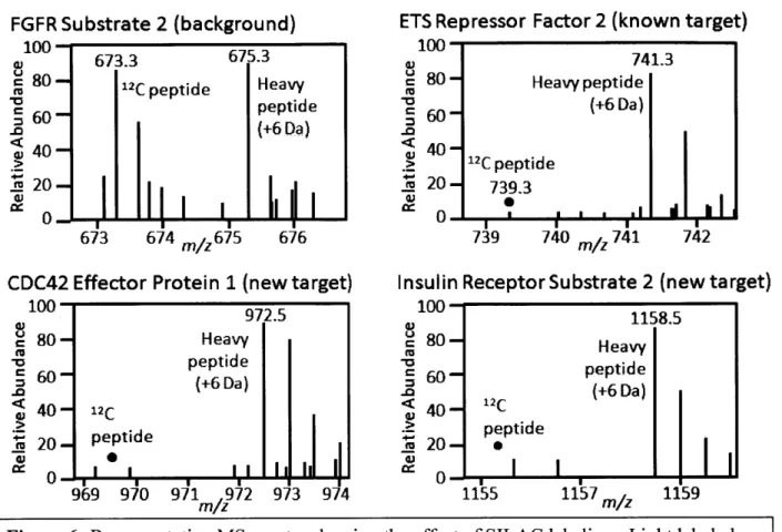 Figure 6: Representative  MS  spectra  showing the  effect of SILAC  labeling.  Light labeled peptides  represent the negative  control  and heavy peptides  the  AS-ERK2  labeled  lysate