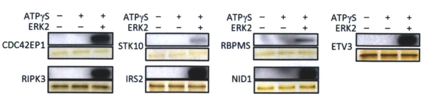 Figure 9:  Recombinant  ERK2  substrates  are thiophosphorylated  by wild-type  ERK2  in in vitro kinase reactions