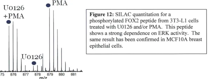 Figure 12:  SILAC quantitation  for  a