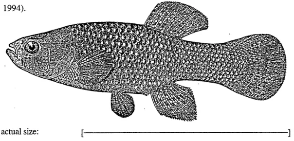 Figure  1.  Fundulus heteroclitus (killifish).  From (Bigelow and  Schroeder,  1953).