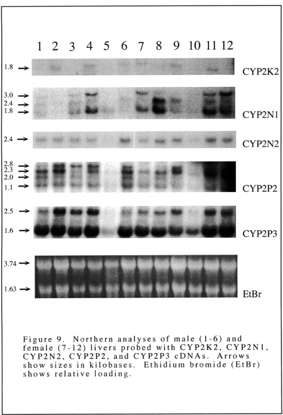 Figure  9.  Northern  analyses  of  male  (1-6)  and female  (7-12)  livers  probed  with  CYP2K2,  CYP2NI, CYP2N2,  CYP2P2,  and  CYP2P3  cDNAs