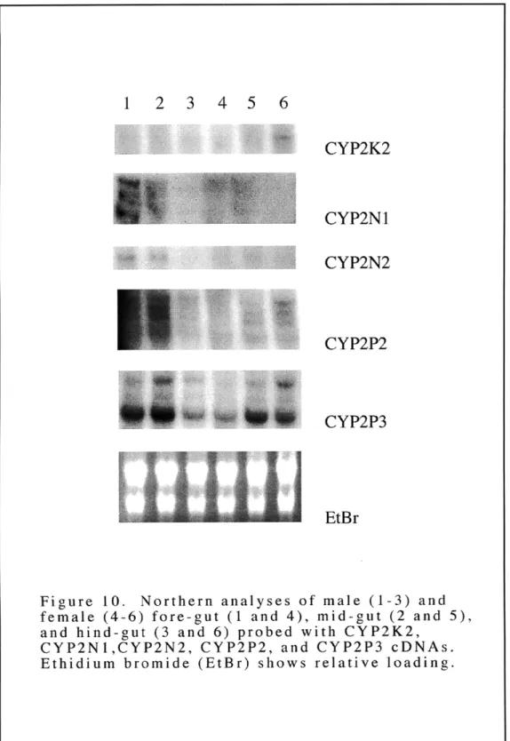 Figure  10.  Northern  analyses  of  male  (1-3)  and female  (4-6)  fore-gut  (1  and  4),  mid-gut  (2  and  5),