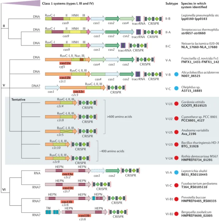 Figure 1. The updated classification scheme for class 2 CRISPR–Cas systems