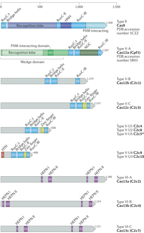 Figure 2. The domain architecture of class 2 CRISPR effector proteins