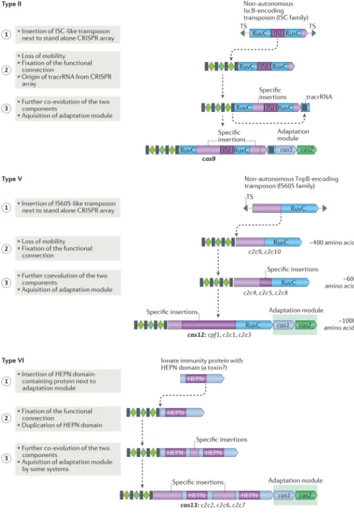 Figure 4. Possible routes of evolution for class 2 CRISPR–Cas systems
