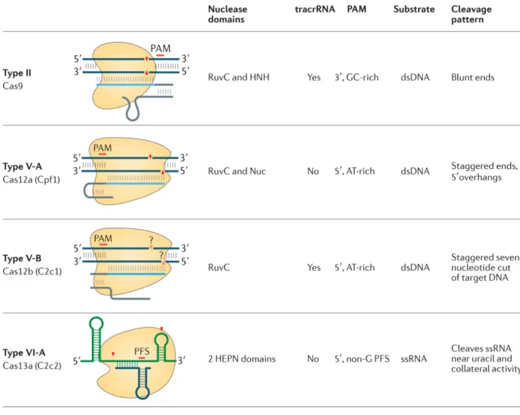 Figure 5. Functional diversity of the experimentally characterized class 2 CRISPR–Cas systems For each type of the class 2 CRISPR–Cas systems (and two subtypes in the case of type V),  a schematic of the complex between the effector protein, the target, cr