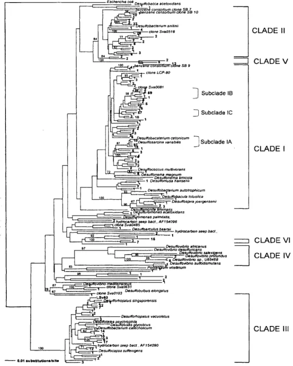 Fig.  3.  Phylogenetic relationships based on  partial  16S rDNA  sequences of delta-proteobacterial clones  from Plum  Island  marsh  sediment