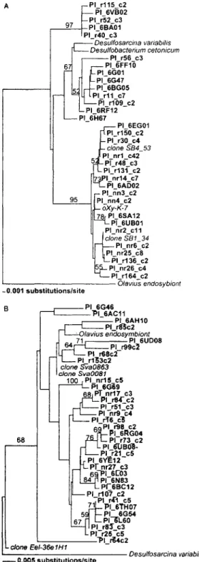 Fig. 4.  Phylogenetic relationships  among  two  dominant  subclades.