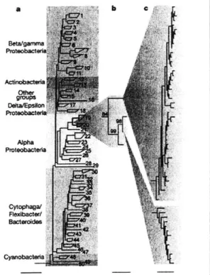 Figure  1 Compositional  pattern of the coastal  bacterioplankton sample. a, Rarefaction curves of the  number of OTUs  in a  16S  rRNA library constructed  with standard (crosses,