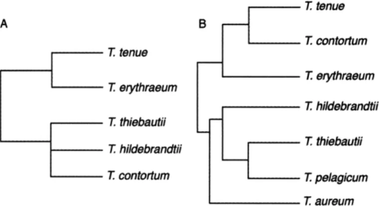 Figure  2-1:  Dendrograms  of classification  groupings  of Trichodesmium in previous studies