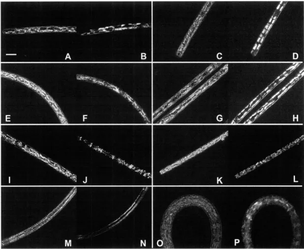 Figure 2-16:  Trichodesmium clade  II micrographs  taken  using phase  contrast and  differ- differ-ential  interference  contrast  (DIC):  T  thiebautii (A  - J),  T  tenue (K  - N),  and  T  pelagicum (O  - P)