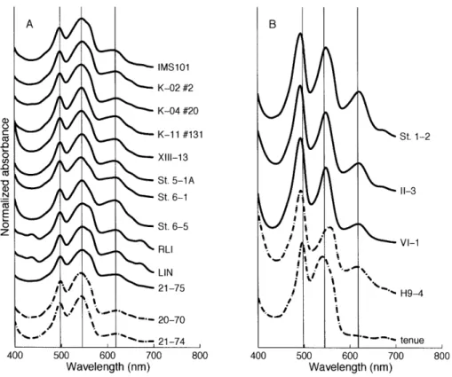 Figure 2-17:  Absorption  spectra  of phycobiliproteins  from cultured  strains  of Tri- Tri-chodesmium