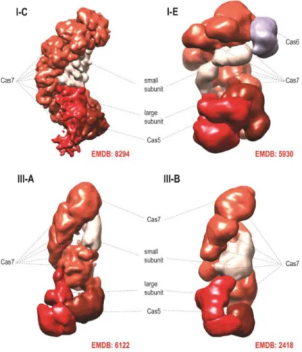 Figure 2. Cryo-electron microscopic structures of type I and type III effector complexes The Electron Microscopy Data Bank (EMDB) codes are indicated for each structure