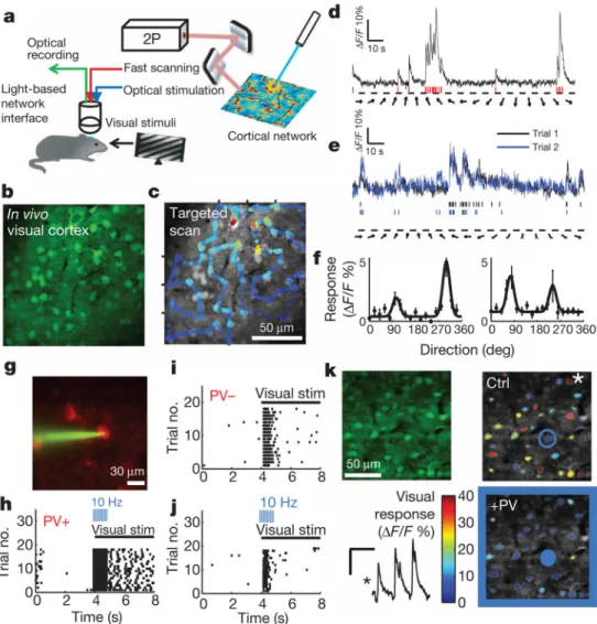 Figure 1. All-optical network dissection of cortical subclasses during visual computations a, Directed light, for optical recording and stimulation, was targeted to the V1 of an animal being shown visual stimuli
