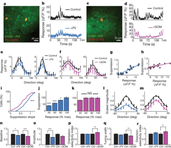Figure 2. Impact of PV- and SOM-driven inhibition on the tuning of neuronal responses a, An imaging site showing neurons loaded with calcium indicator (OGB1-AM, green) and two PV+ neurons expressing mCherry-ChR2 (PV-ChR2, red) in visual cortex in vivo