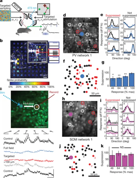 Figure 5. Dual-laser optical mapping of network connections to reveal maps of functional inhibition by single PV and SOM neurons