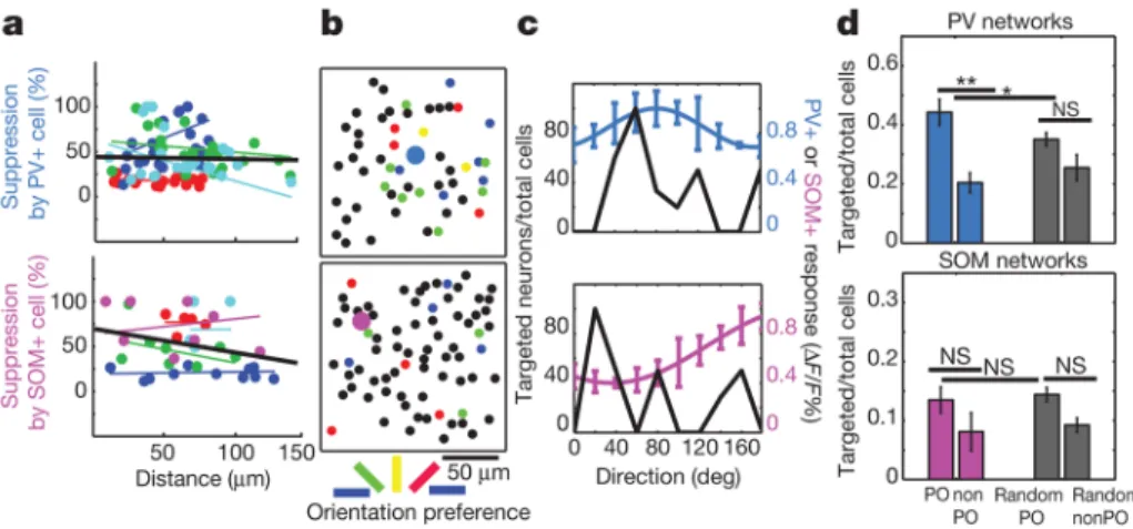 Figure 6. Spatial and functional analysis of targeting by single PV and SOM neurons a, The amount of suppression in significantly suppressed cells is plotted against their distance from the stimulated PV cell (top) or SOM cell (bottom)