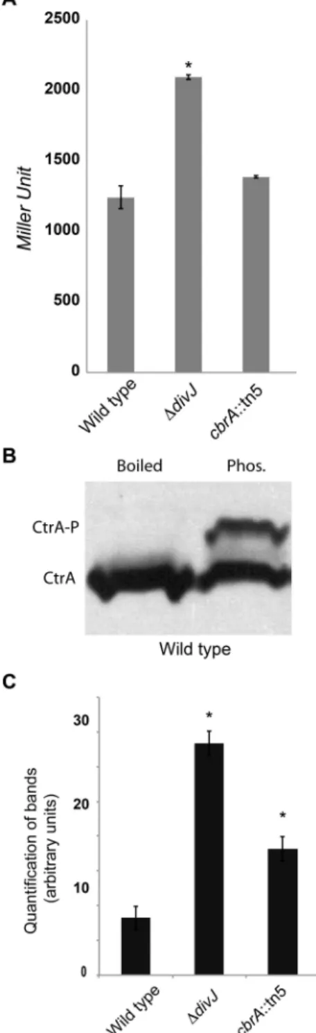 Figure 5. DivJ and CbrA are inhibiting CtrA phosphorylation and activity in vivo A. β-galactosidase activity of a CtrA-controlled promoter in wild type (EB594), ΔdivJ (EB638) and cbrA∷ Tn5 (EB593) genetic backgrounds