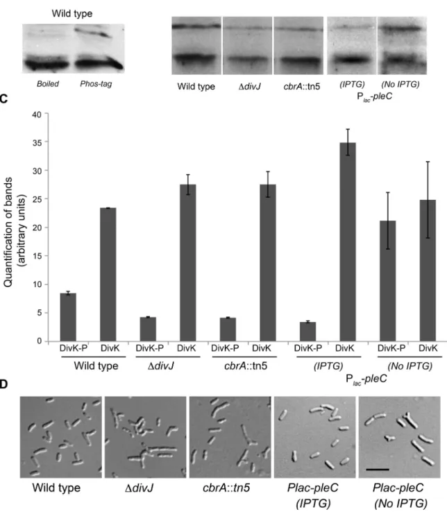 Figure 8. DivJ and CbrA are required for DivK phosphorylation, while PleC acts as a phosphatase