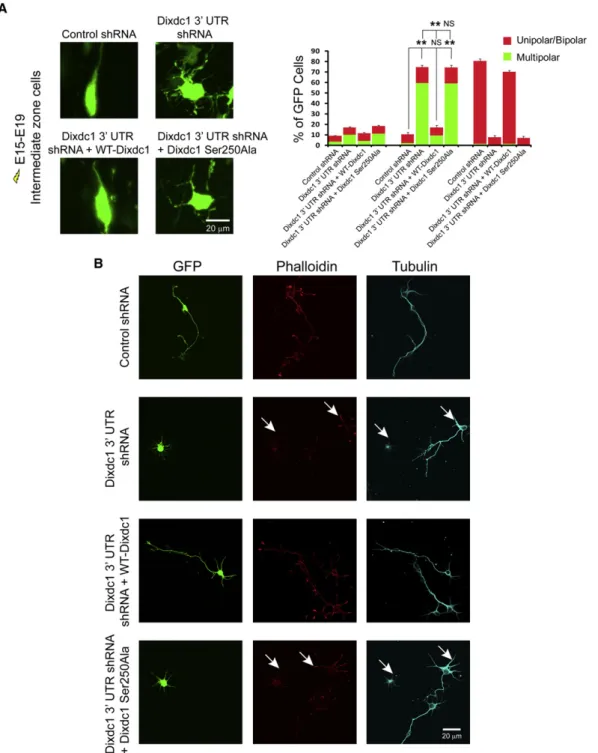 Figure 8. Phosphorylation of Dixdc1 Regulates the Morphology and Structural Integrity of Neurons