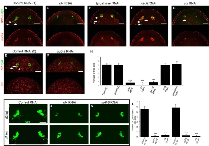 Figure 6. dlx and sp6-9 are required for regenerative optic cup cells. All fluorescence is FISH