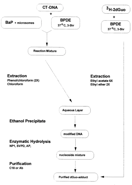 Figure 3.1  Scheme to  make  BaP-modified  deoxyguanosine BaP  + microsomes CT-DNA S37C,  3-5hr SH-2dGuo BPDE 37  CoC, 3-5hr Reaction Mixture Extraction Phenollchloroform  (2X) Chloroform Extraction Ethyl acetate 6X Ethyl ether 2X Aqueous Layer Ethanol  Pr