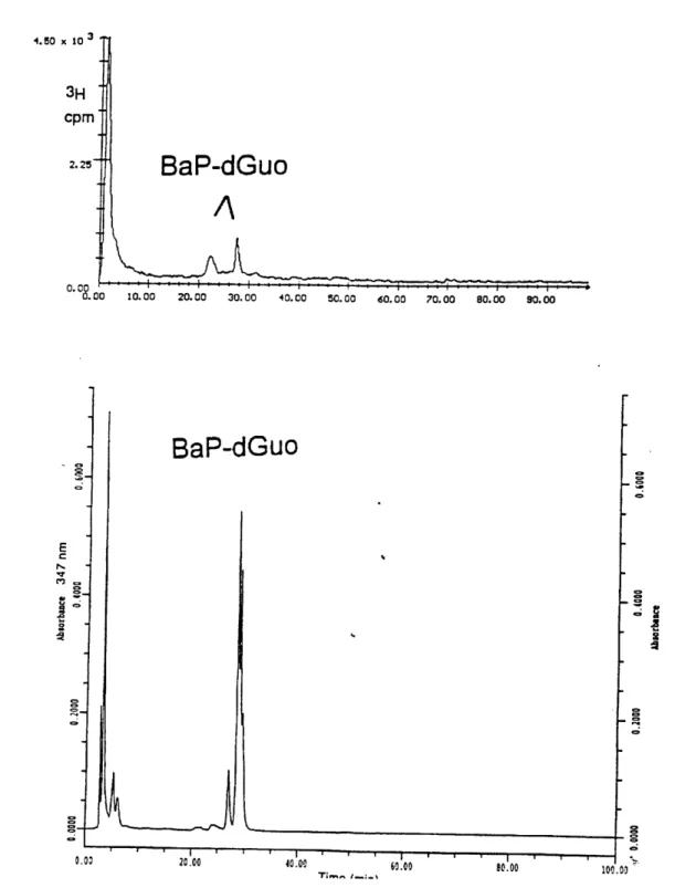 Figure 3.6  HPLC  chromatograms  of  3 H-BaP-dGuo  co-injected  with cold BaP-dGuo 4.50  x C C -dGuo 0O  10.00  20.00 30.00  40.00  50.00  60.00  70.00  80.00  90.00 BaP-dGuo0