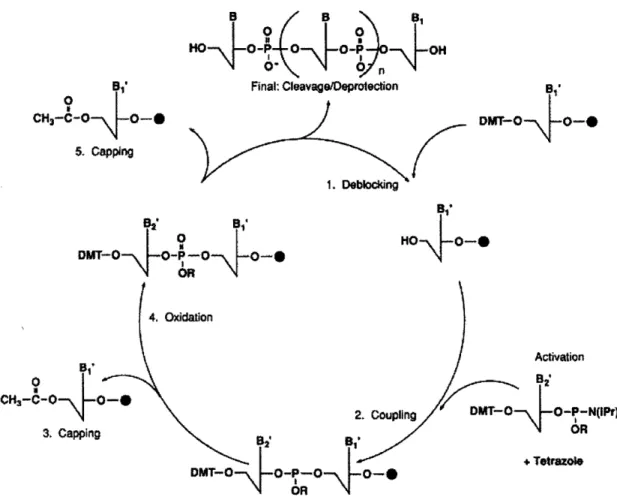 Figure 5.  Steps  of Oligonucleotide  synthesis.  (Figure from  E-Oligos)  [8].