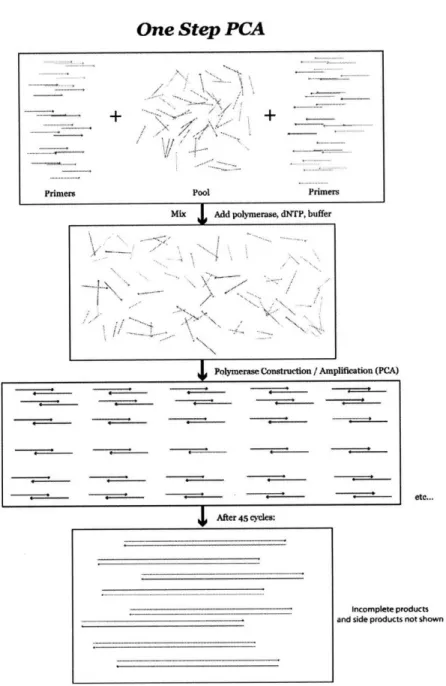 Figure 9.  One-Step  Polymerase Construction Assembly (PCA).