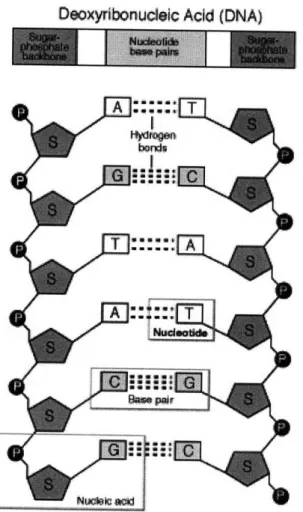 Figure 1. DNA is a polymeric molecule  that has 4 bases (cytosine, guanine,  adenine, and thymine) and  a sugar-phosphate  backbone (The  Science  Creative  Quarterly) [3].