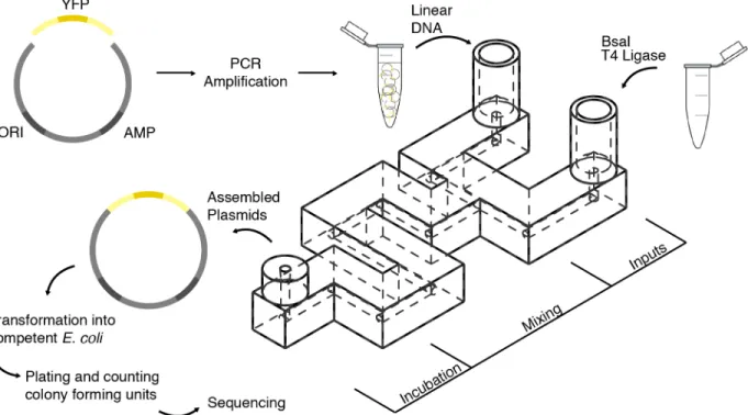 Fig 1. DNA assembly in 3D-Printed Fluidics. Two linear DNA segments were used, a constitutively expressed yellow fluorescent protein (YFP) reporter, and a plasmid backbone containing an ampicillin selection marker (AMP) and origin of replication (ORI)